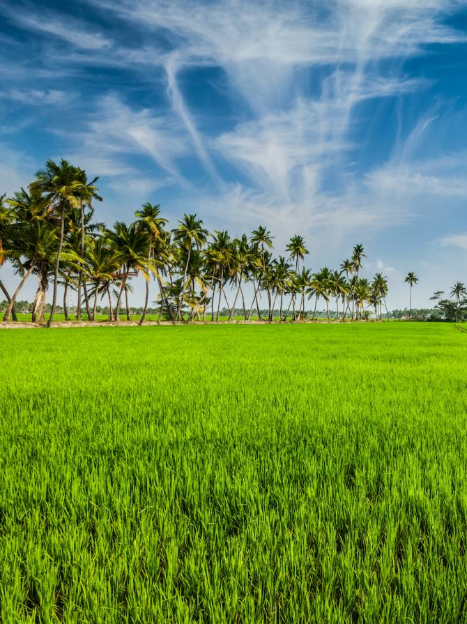 Rural Indian scene - rice paddy field and palms. Tamil Nadu, India